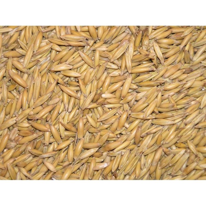 Owies 1 roczny do siania nie czyszczony