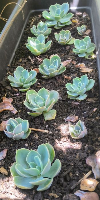 Suculentas Echeveria Peacokii