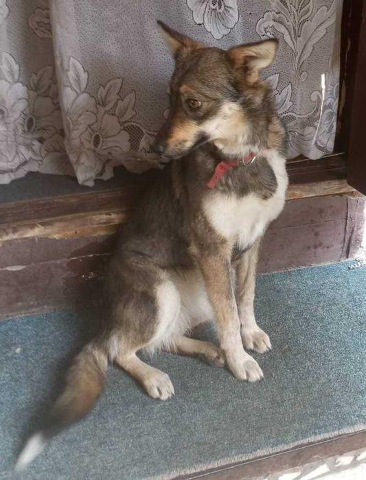 Чудова собачка, собака шукає родину