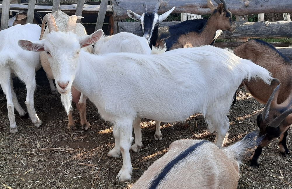 Заано-альпийские козы.