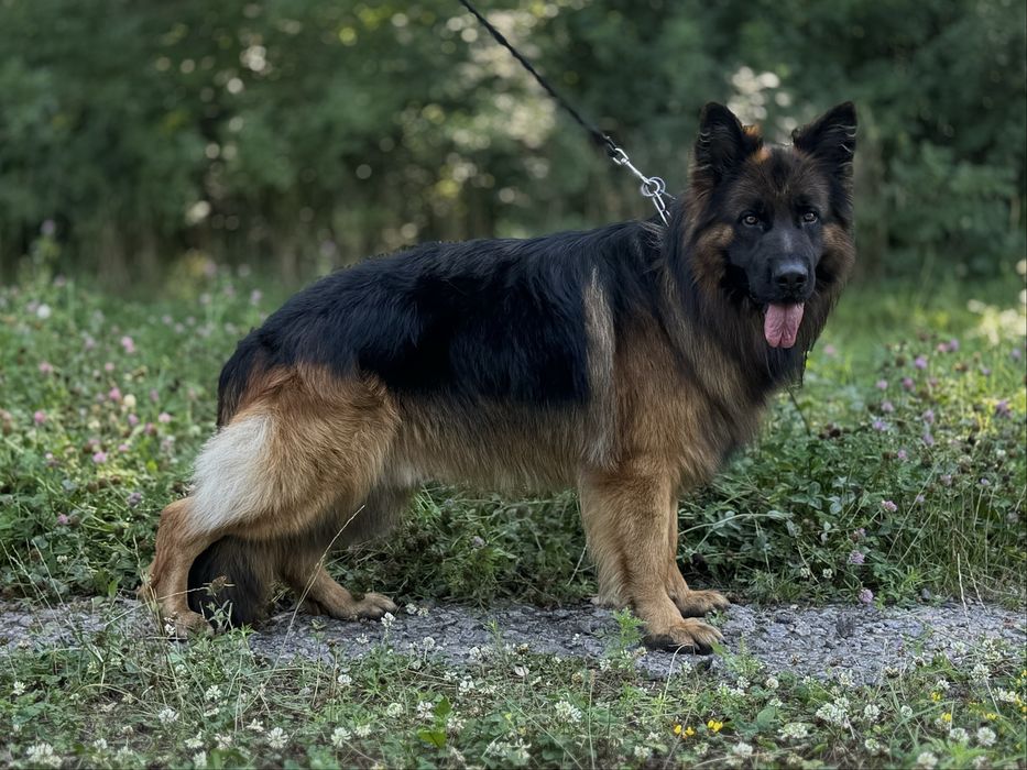 Вʼязка кобель німецька вівчарка КСУ