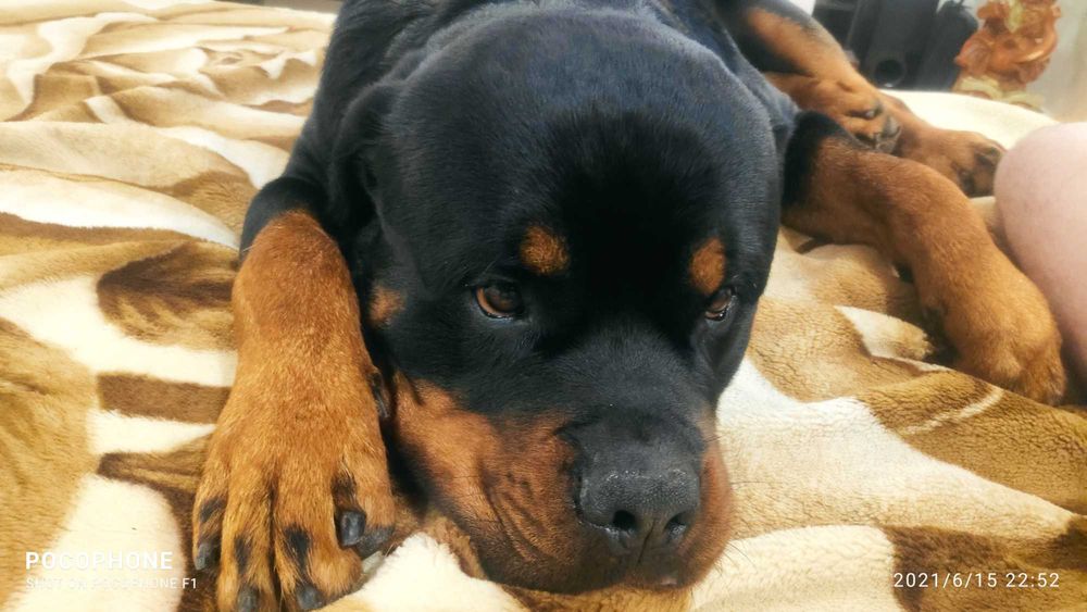 Ротвейлер Вязка предлогаем жениха