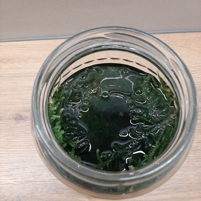 Słoik mchu java moss do akwarium