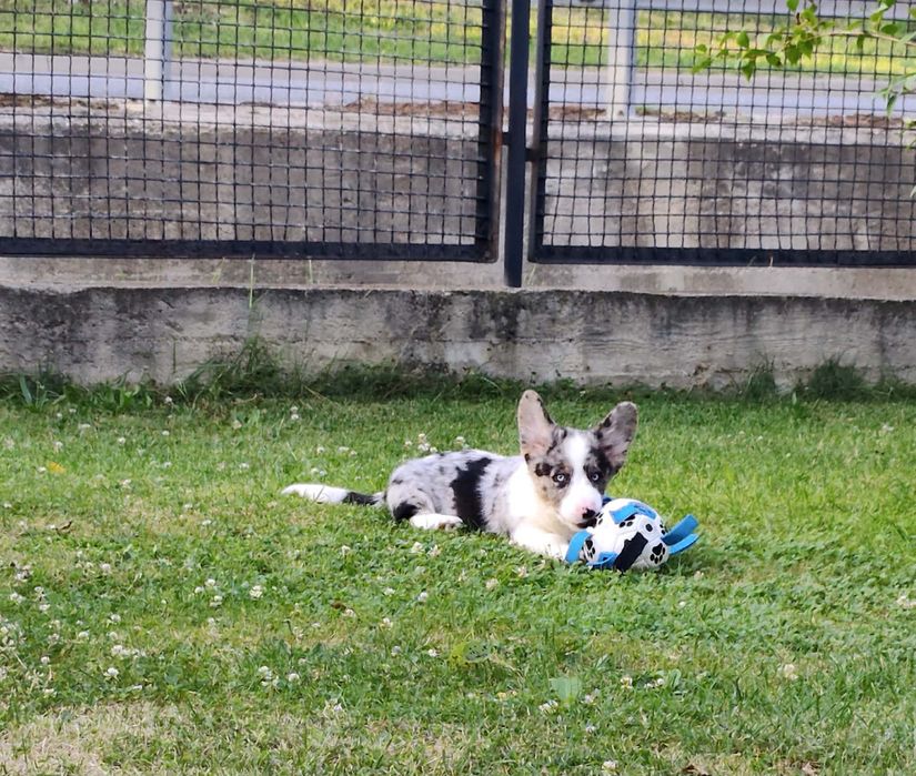 Maluszek Welsh Corgi Cardigan MAX zarezerwowany