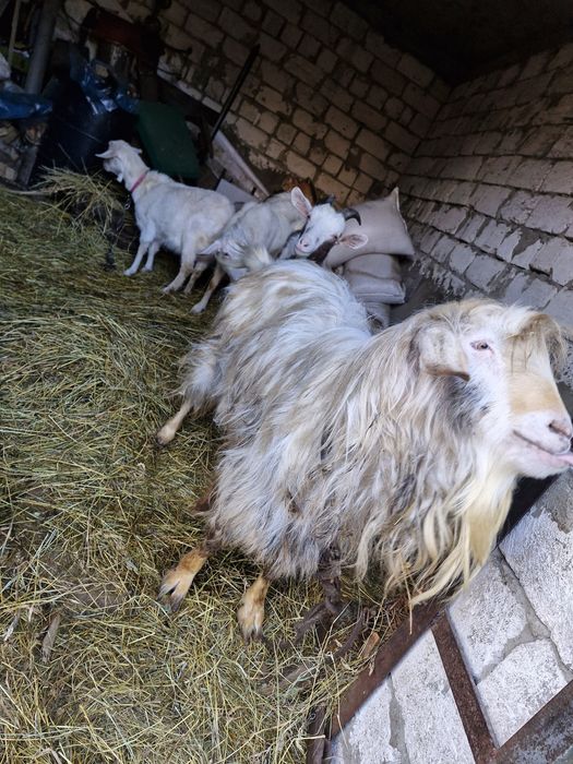 Цап/кози/козенятп