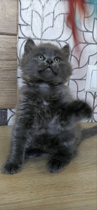 Продам красивого шотландского  котенка