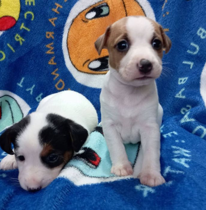 Jack Russell terrier