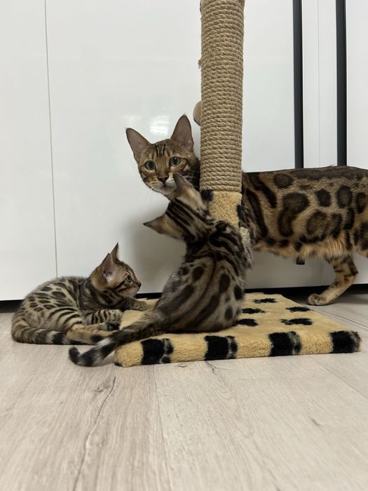 Бенгальські малята