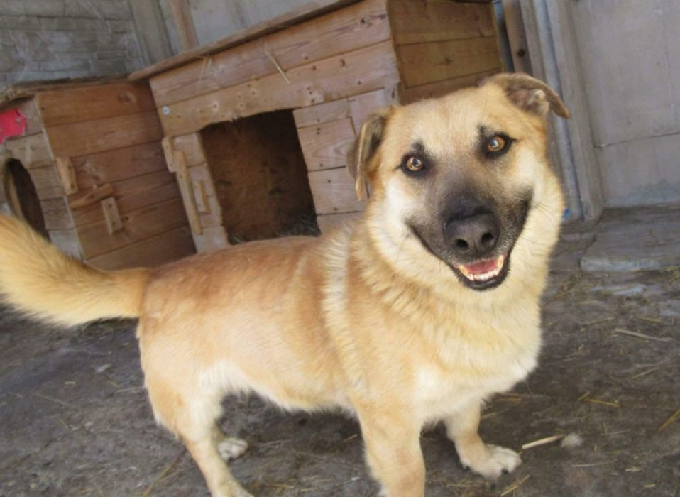 Natanek do adopcji