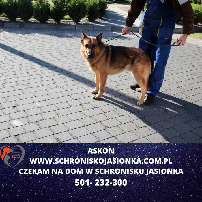 Askon do adopcji – Schronisko Jasionka