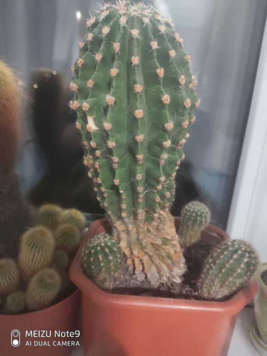 Кактус ехінопсис