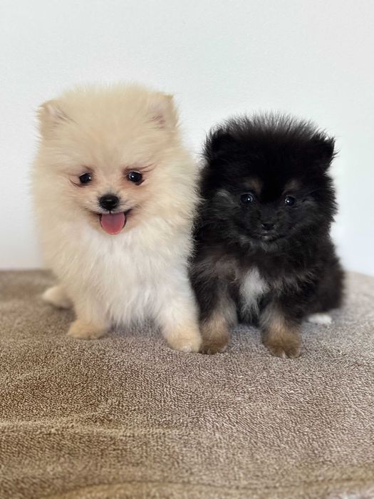 Szpic Pomeranian typ Boo śliczny piesek