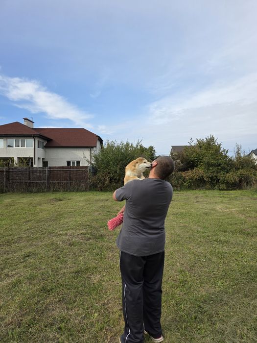 Шиба/Сіба іну,КСУ-FCI! Київ,або відправлю.Є "Оплата частинами
