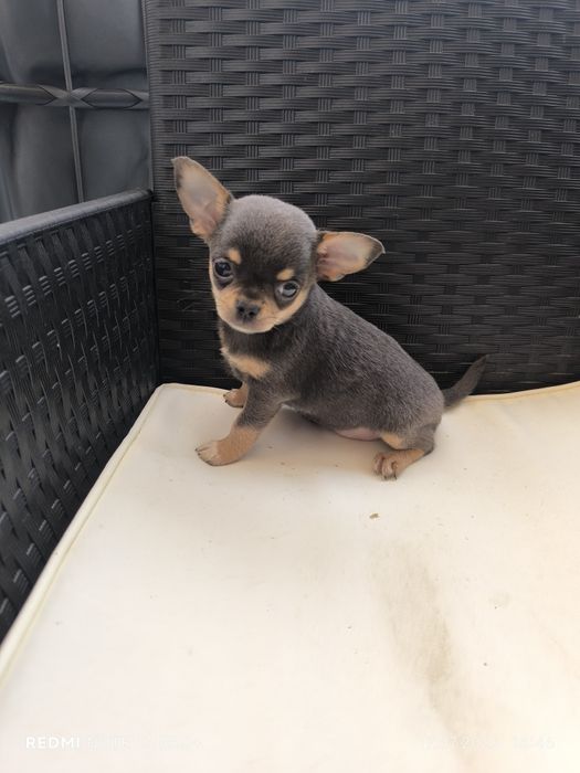 Chihuahua suczka