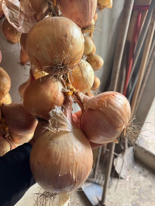Cebola de boa qualidade