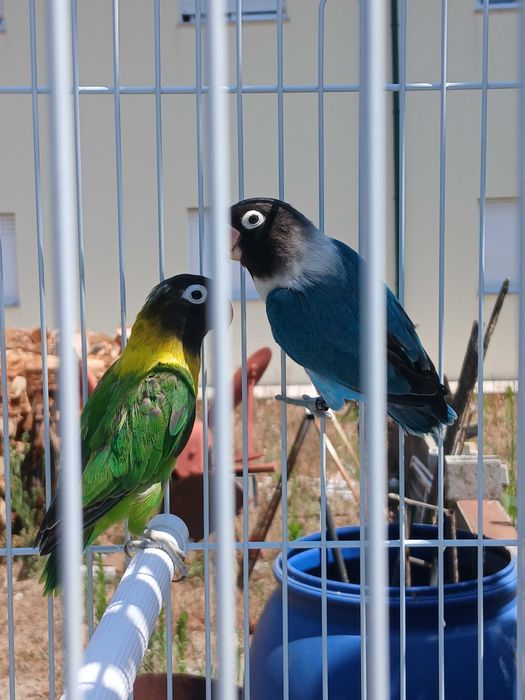 Aves agaponis persunatas