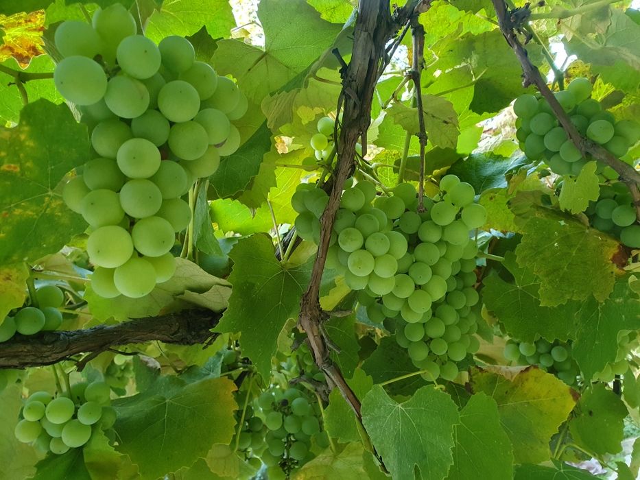 Winogrona jasne na wino lub do jedzenia