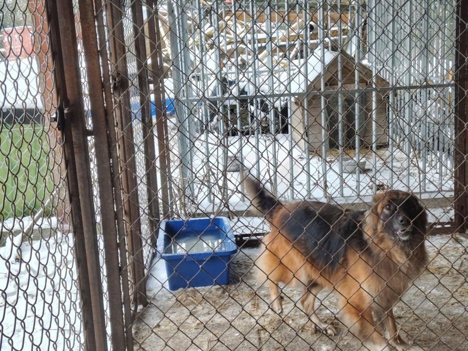 Doris - młoda mądra sunia w typie owczarka do adopcji