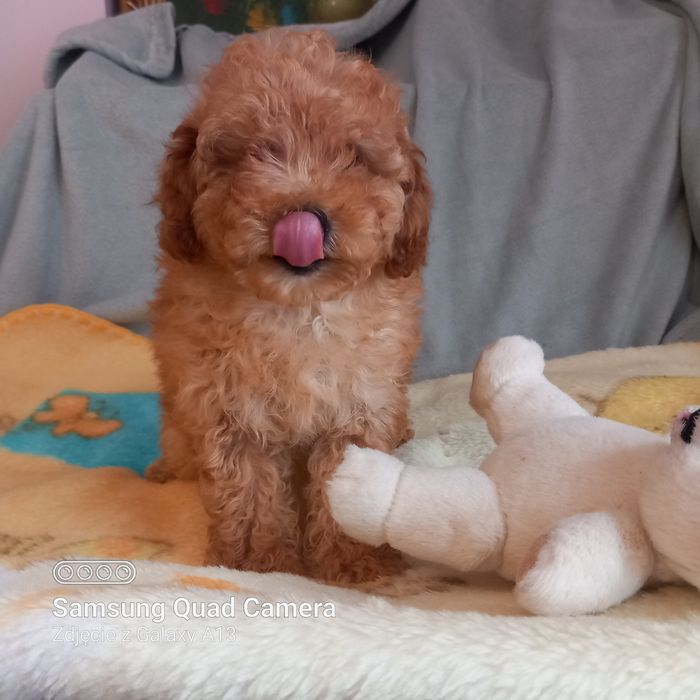 Pudel toy piesek