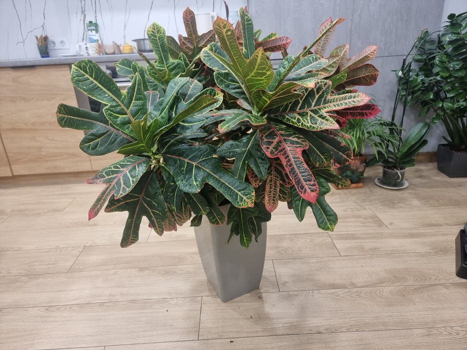 Кротон Екселент, Кодієум