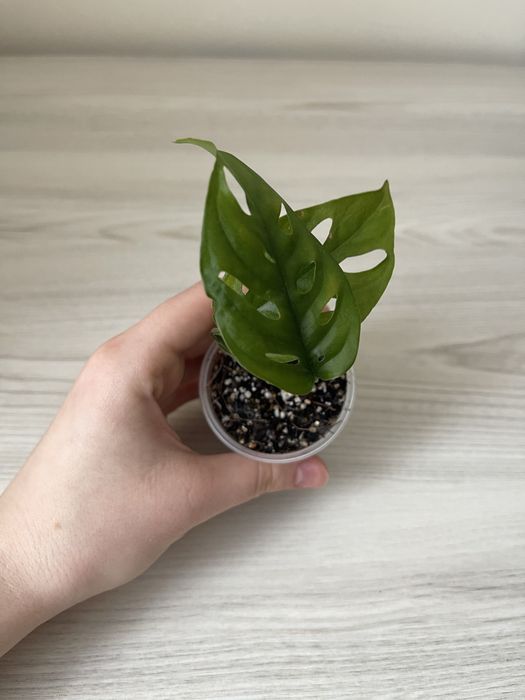 Монстера адансоні