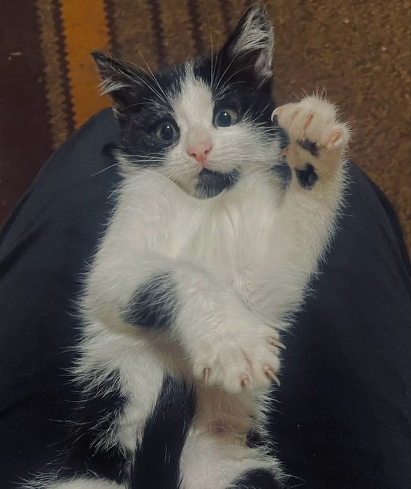 Кошеня в добрі руки