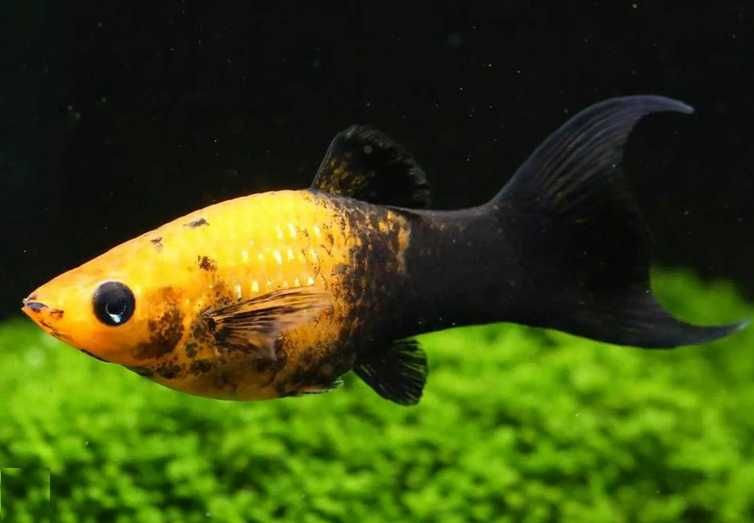 Rybki do akwarium - Molinezja złoto-czarna lira