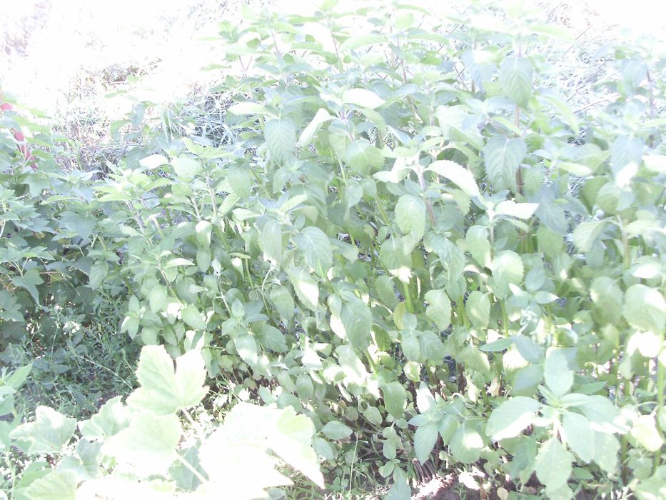 Ментолова м'ята перцева сушена ментол мохіто