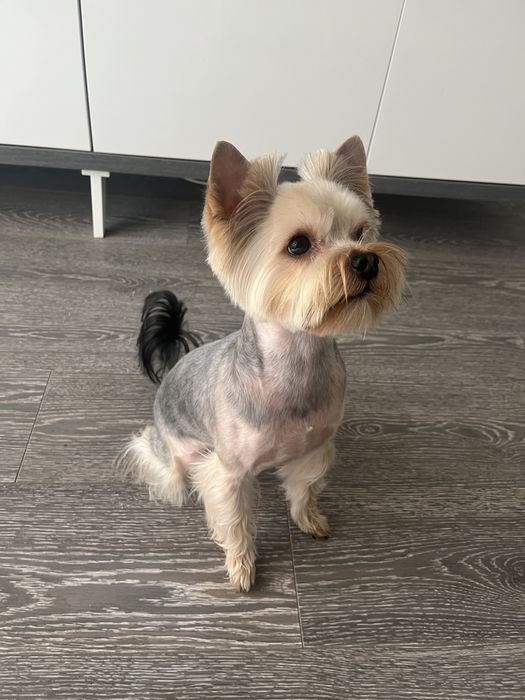 Йоркширсьський терєр шукає дівчину