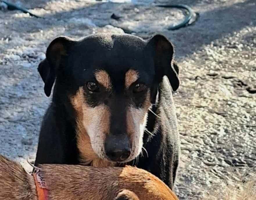 Suczka do adopcji