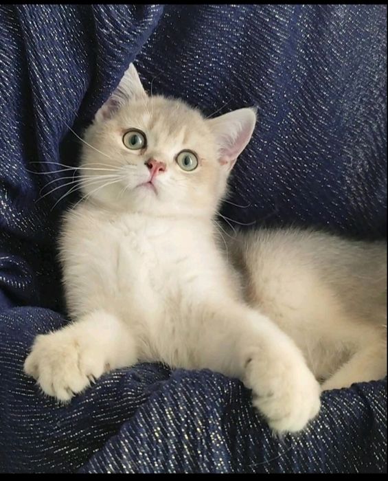 Шотландська золота шиншила прямовухий котик