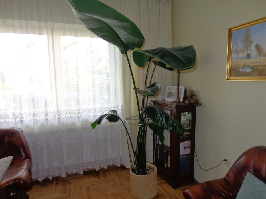 Strelitzia Reginae Nicolai