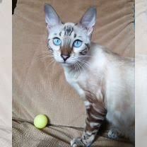 Бенгальская кошка