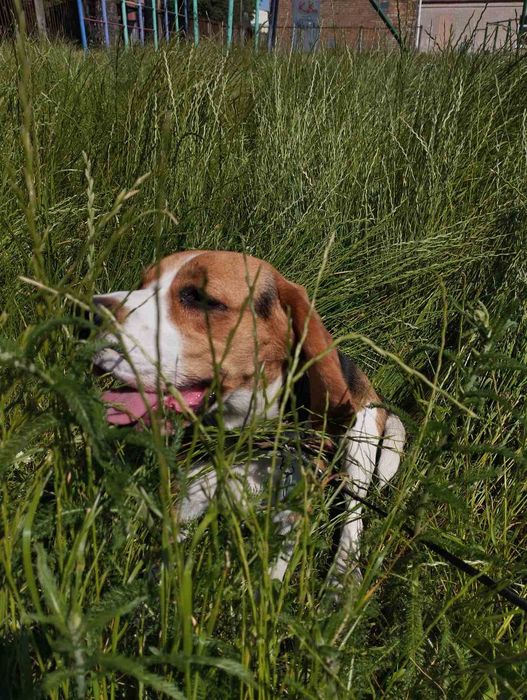 Продам терміново собака породи бігль