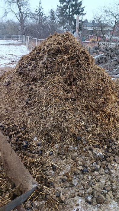 Koński obornik za darmo