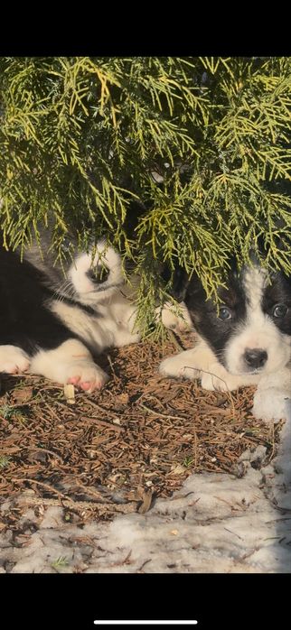 Продаються собачки 1,5 місячні (мама -порода Коргі)