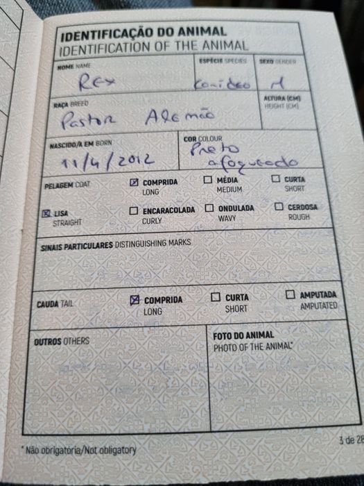 Pastor Alemão  - REX