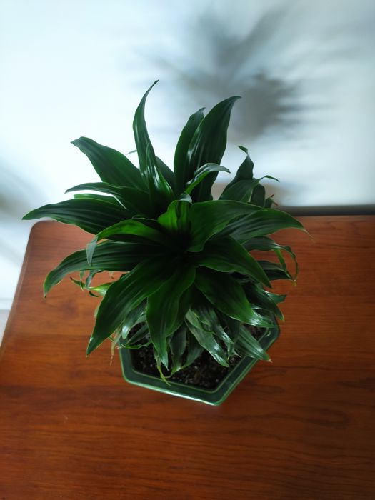Dracena 'compacta'