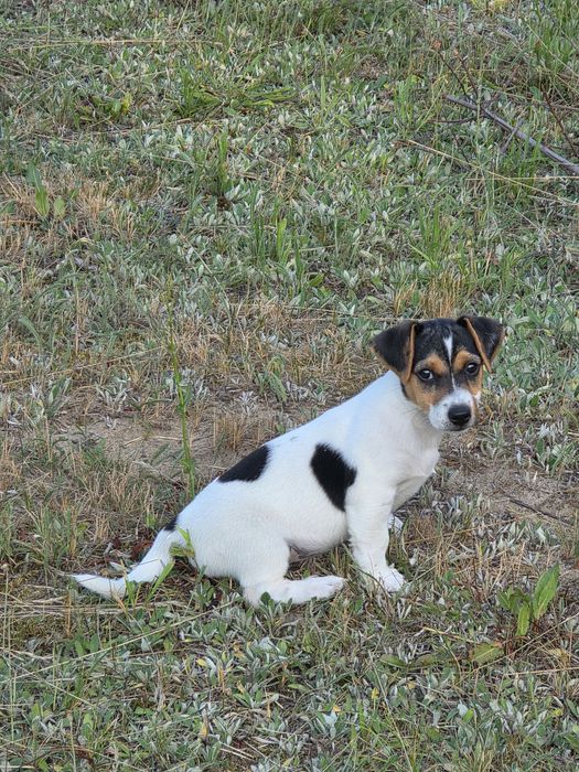 Szczeniak Jack Russell Terrier