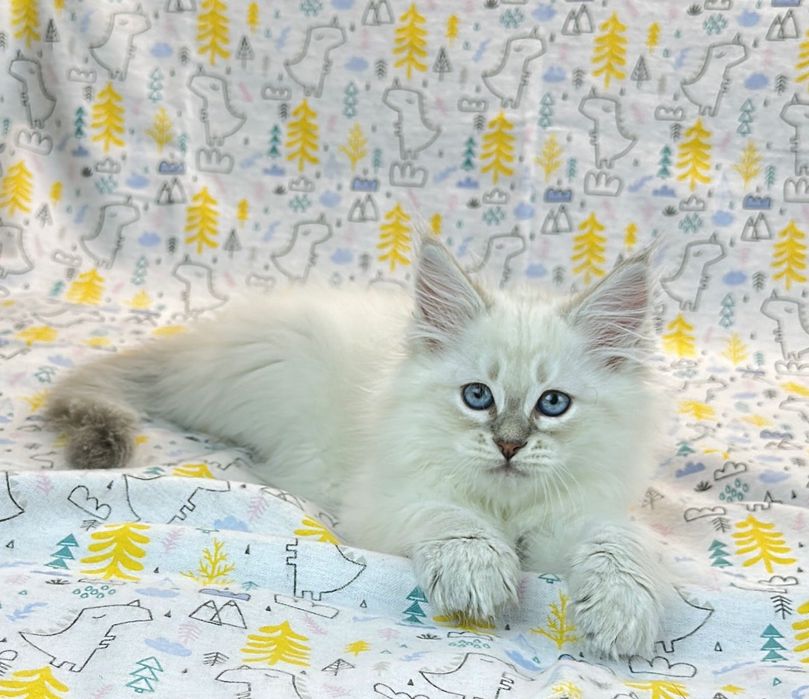 Клубные невские маскарадные котята