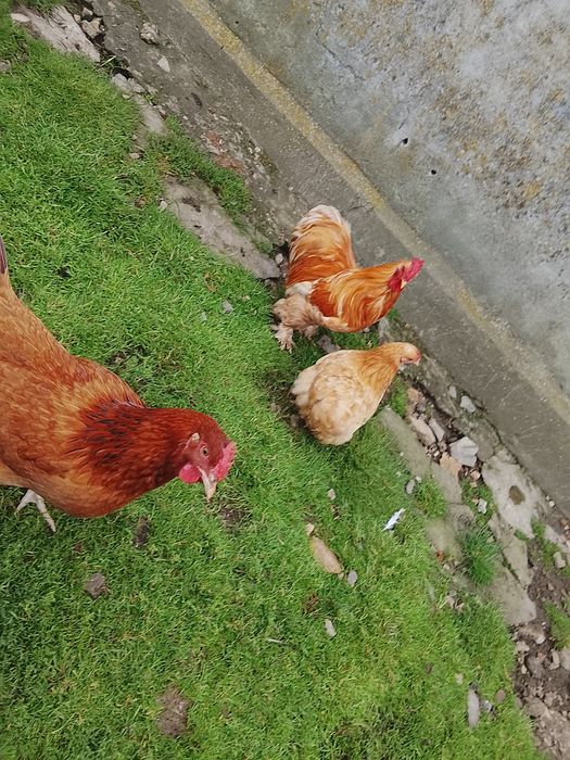Kura australorp młode