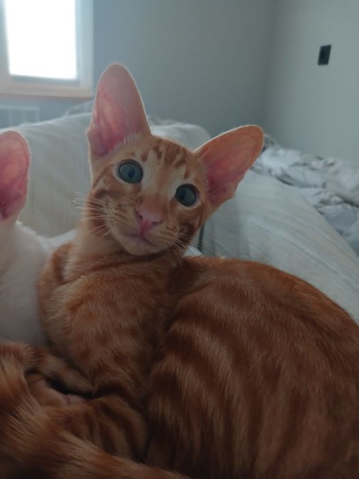 Орієнтальне кошеня