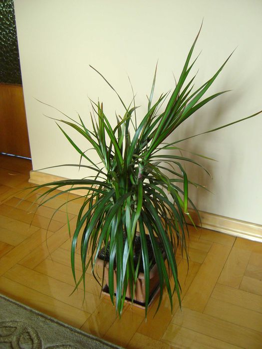 Dracena kwiat doniczkowy