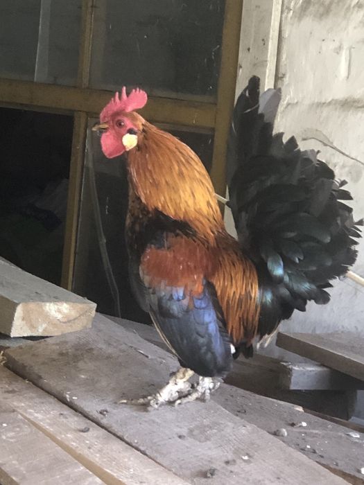 Курі породи Бентамки