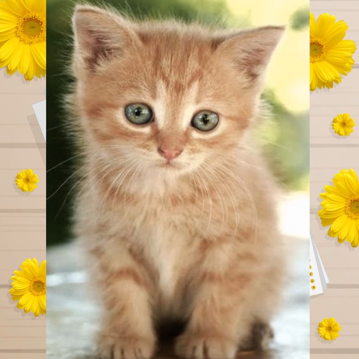 Продаж руде кошеня