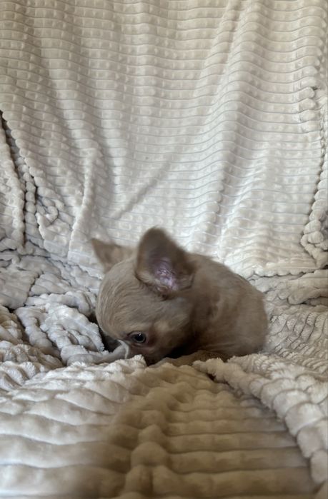 Chihuahua dlugowlosa liliowy