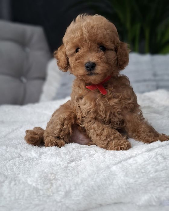 той пудель шикарнючий хлопець