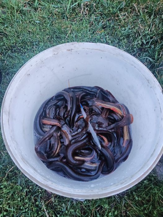 Вюн, мальок, зарибок