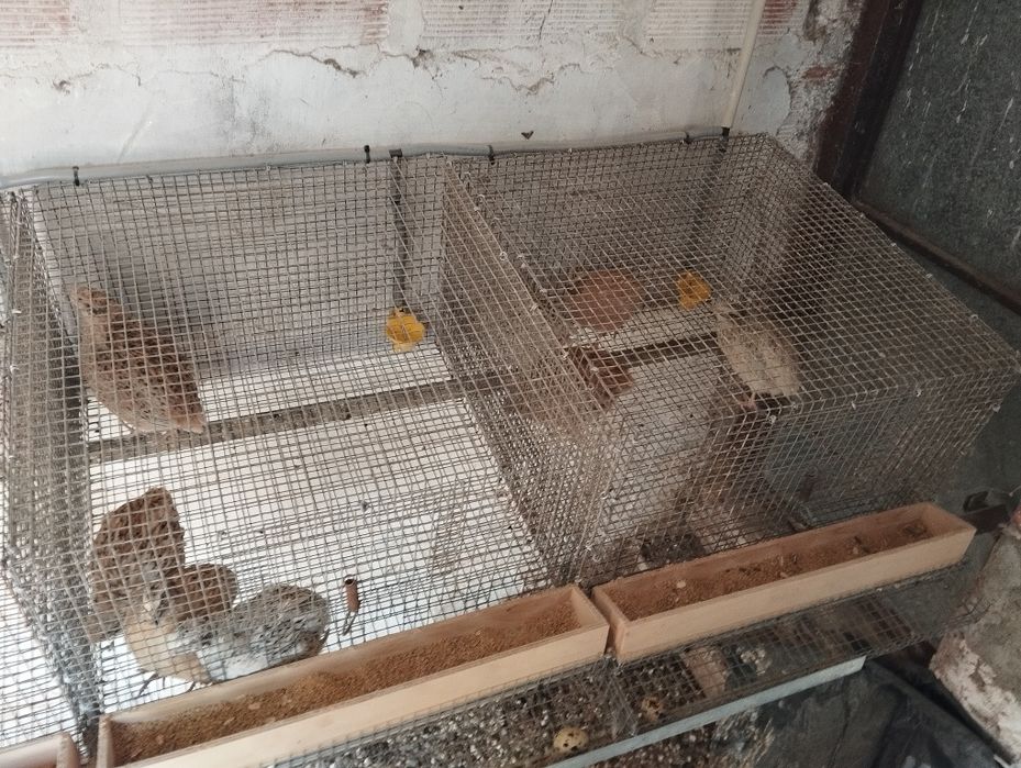 Codernizes e ovos63823807857409123