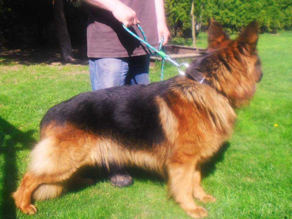 Owczarek niemiecki dorosła suczka